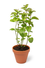 Potted fresh green Orange Mint plant isoklated on white background