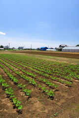 Obraz premium 初夏の近郊の枝豆畑畑風景