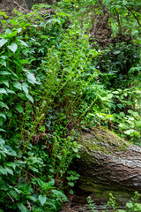 Plants and ferns growing on the rhizome of a fallen tree