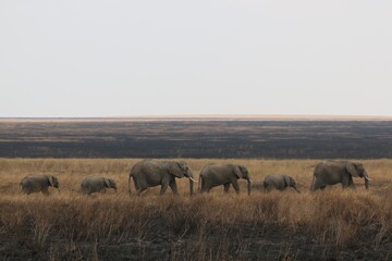 Wild elephants in Serengeti national park, Kenya.