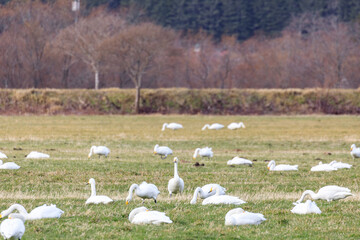 北海道新冠町、草原で羽休めする白鳥の群れ【12月】