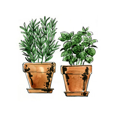 Herbs in pots: basil and rosemary. Watercolor and ink illustrations of food on a white background.