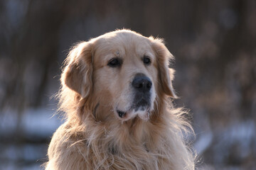 Golden Retriever on a snowy, sunny afternoon.