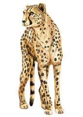 Cheetah watercolor isolated on white background. African wild animal colored drawing, realistic exotic wild cat, hand-drawn zoo. High quality illustration © Hanna