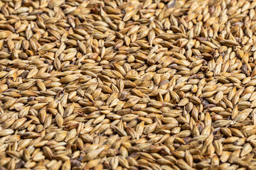 barley malt Ingredient for Industrial production of beer.