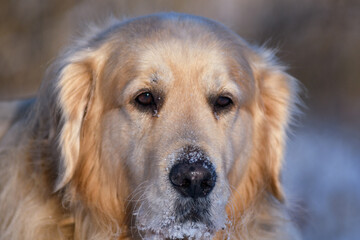 Golden Retriever on a snowy, sunny afternoon.