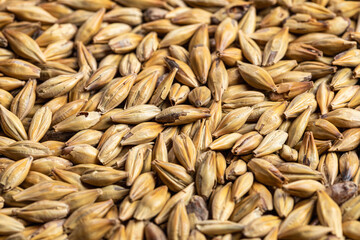 barley malt Ingredient for Industrial production of beer.