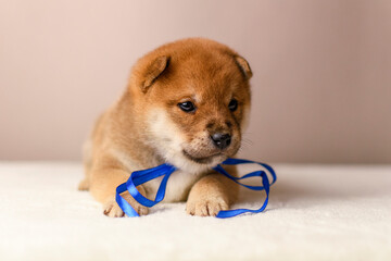 A shiba inu puppy poses against a beige background