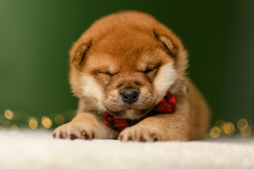 A shiba inu puppy poses on a green background