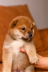 A shiba inu puppy poses on a beige sofa