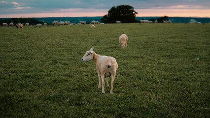Fototapeta premium sheep in a field