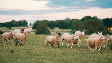 Obraz premium herd of sheep