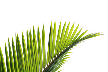 green tropical palm leaf isolated on white background