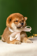 Obraz premium A shiba inu puppy poses on a green background