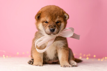 Shiba Inu puppy with a bow on a pink background