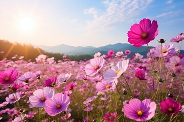 Beautiful cosmos flower field on sky nature landscape sunlight.