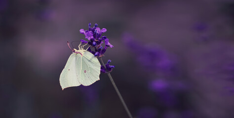 motyl na kwiatach lawendy © meegi