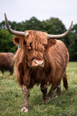 highland cow with horns
