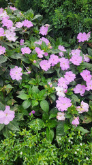 pink flowers in the garden