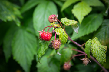 Raspberries on the branch are starting to ripen, growing berries