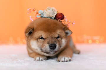 Cute shiba inu puppy on orange background