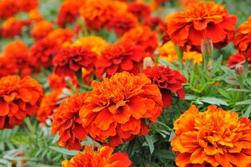 満開の色とりどりのマリーゴールドの花です。