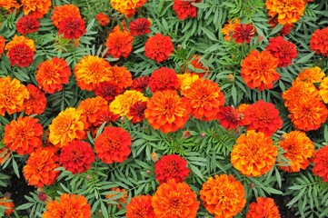 満開の色とりどりのマリーゴールドの花です。