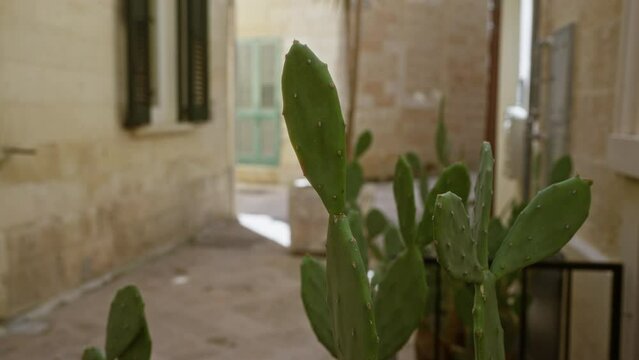 Opuntia cactus growing in a charming alley with ancient buildings and shuttered windows in lecce, puglia, italy, on a sunny day.