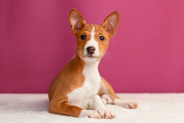 Charming Basenji puppy sitting and posing on a soft pink background. Studio portrait of a graceful and alert breed, perfect for pet-themed, lifestyle, and advertising concepts. The clean, colorful bac