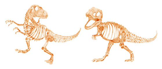 Tyrannosaurus rex skeleton . Hand drawn watercolor paint design . Cute cartoon characters . Set 9 . Illustration . © stockdevil