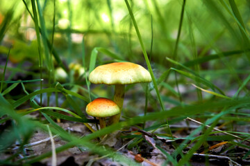 Brown yellow mushroom among green grass, warm day, forest