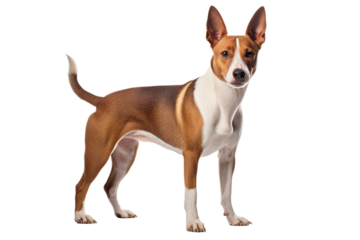 Serene Canine Grace on White or PNG Transparent Background.