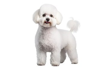 Ethereal Elegance: A White Poodles Serene Stance on White or PNG Transparent Background.