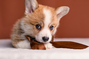 Obraz premium Charming Pembroke Welsh Corgi puppy wearing a brown decorative ribbon, posing against a matching brown background. Cute and elegant studio portrait, perfect for pet, holiday, and lifestyle themes.