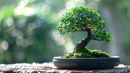 Close-up of a bonsai tree in a pot with a blurred green background. Concept of nature, peace, tranquility, balance, and harmony.
