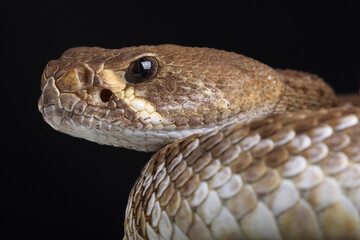 Portrait of a Red Diamondback Rattlesnake
