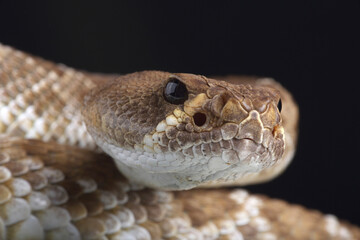 Portrait of a Red Diamondback Rattlesnake
