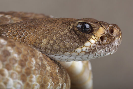 Portrait of a Red Diamondback Rattlesnake
