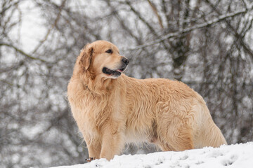 Golden Retriever in Winter Park