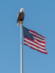 an eagle perched atop the american flag pole