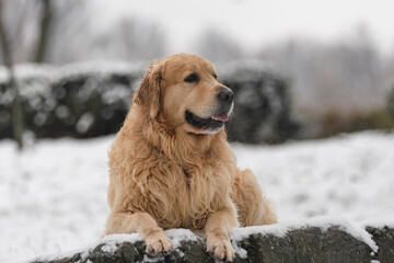 Golden Retriever in Winter Park