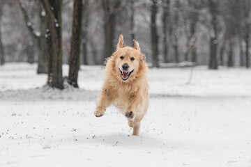 Golden Retriever in Winter Park