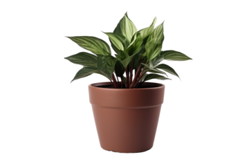 Whispers of Nature: A Potted Plant Blooms on White or PNG Transparent Background.