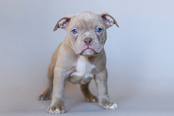 Obraz premium Calm American Bully puppy with blue eyes sitting on a neutral background. Studio portrait of a muscular young dog with a serious expression. Cute and expressive pet photo.