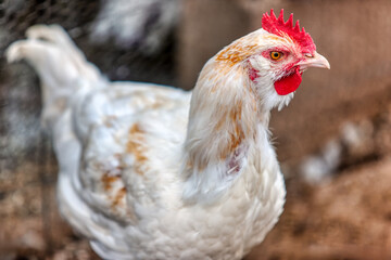 free range chicken walking in the yard half portrait
