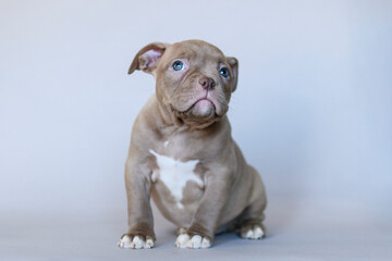 Calm American Bully puppy with blue eyes sitting on a neutral background. Studio portrait of a muscular young dog with a serious expression. Cute and expressive pet photo.

