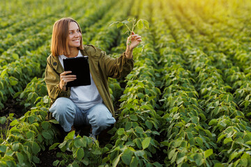 Smart farming soybean technology. Female farmer with digital tablet examines and checkins roots of...