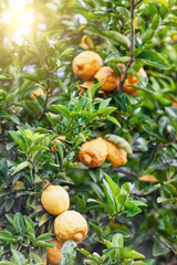lemon tree with ripped lemon fruits in the orchard at sunset
