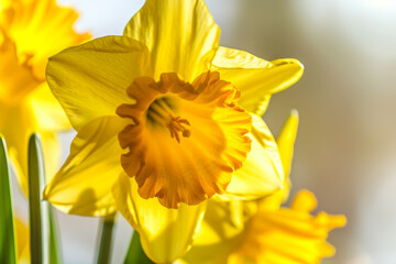 Close Up of Vibrant Yellow Daffodil Flowers in Bloom on a Sunny Day