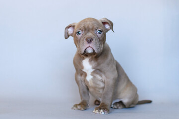 Fototapeta premium Calm American Bully puppy with blue eyes sitting on a neutral background. Studio portrait of a muscular young dog with a serious expression. Cute and expressive pet photo.
